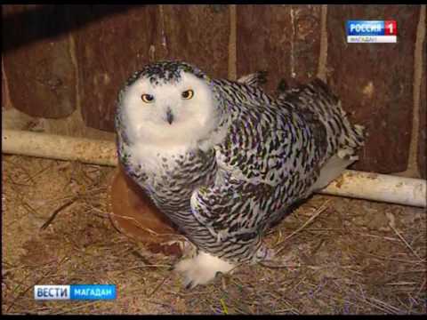 В Магадане спасли полярную сову от стаи ворон