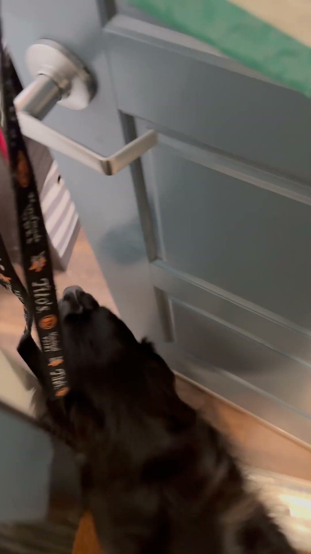 Dog Races To Claim Bean Bag Chair || ViralHog