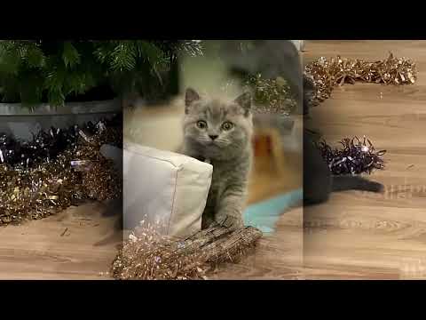 Chaton British Shorthair Bleu Patchi D Albi Youtube