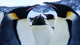 Love In The Animal Kingdom | BBC Earth | BBC Studios