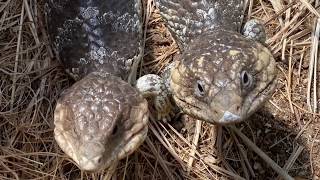 A PSA: Public Shingleback Announcement