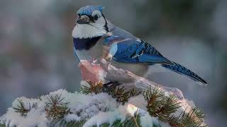 Deep Sleep and Blue Jay Birds sounds screenshot 5