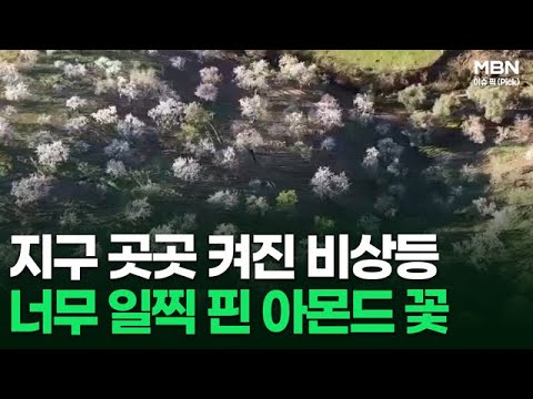지구 곳곳 켜진 <strong>비상등</strong>, 너무 일찍 핀 아몬드 꽃 外 | 이슈픽