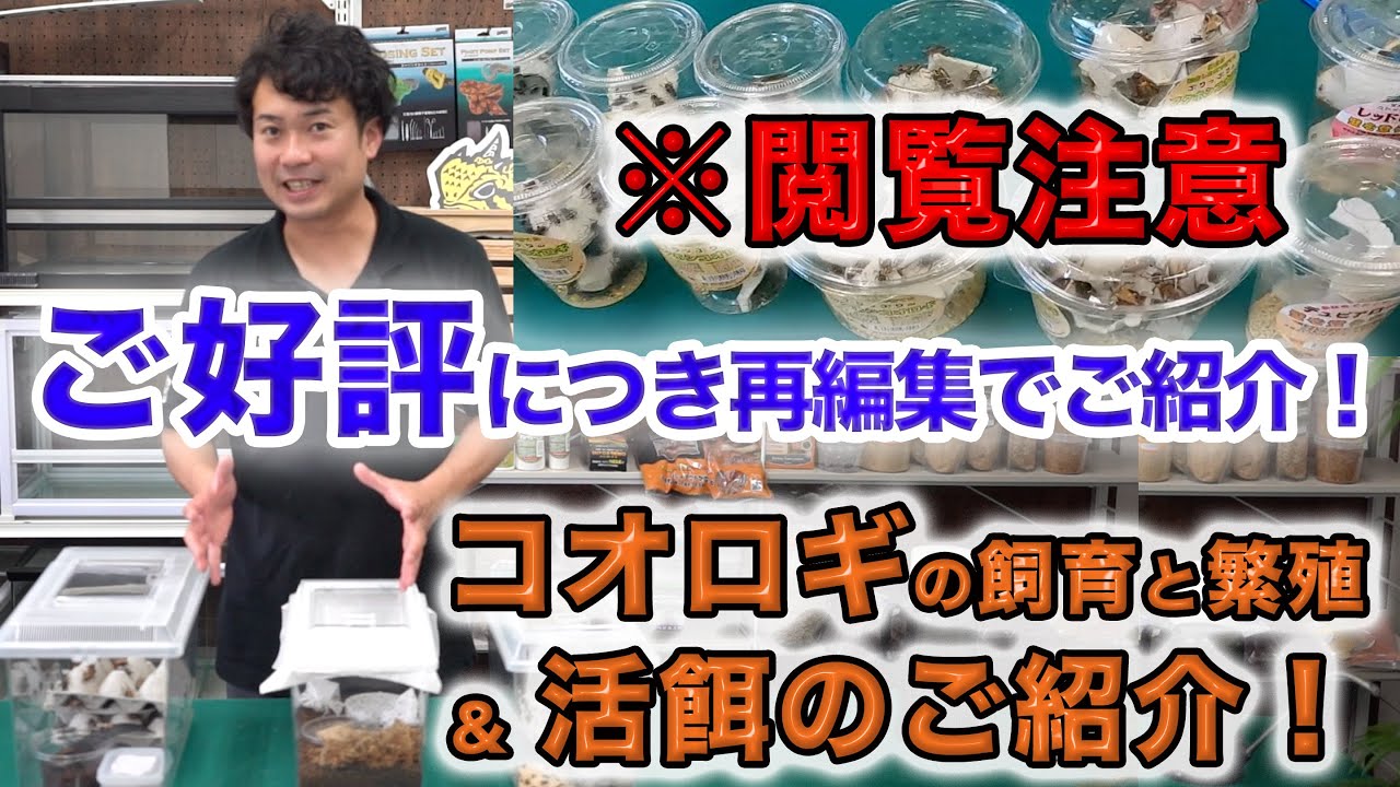 ※閲覧注意【コオロギの飼育と繁殖＆活餌のご紹介！】好評につき過去の映像を再編集でご紹介させていただきます。