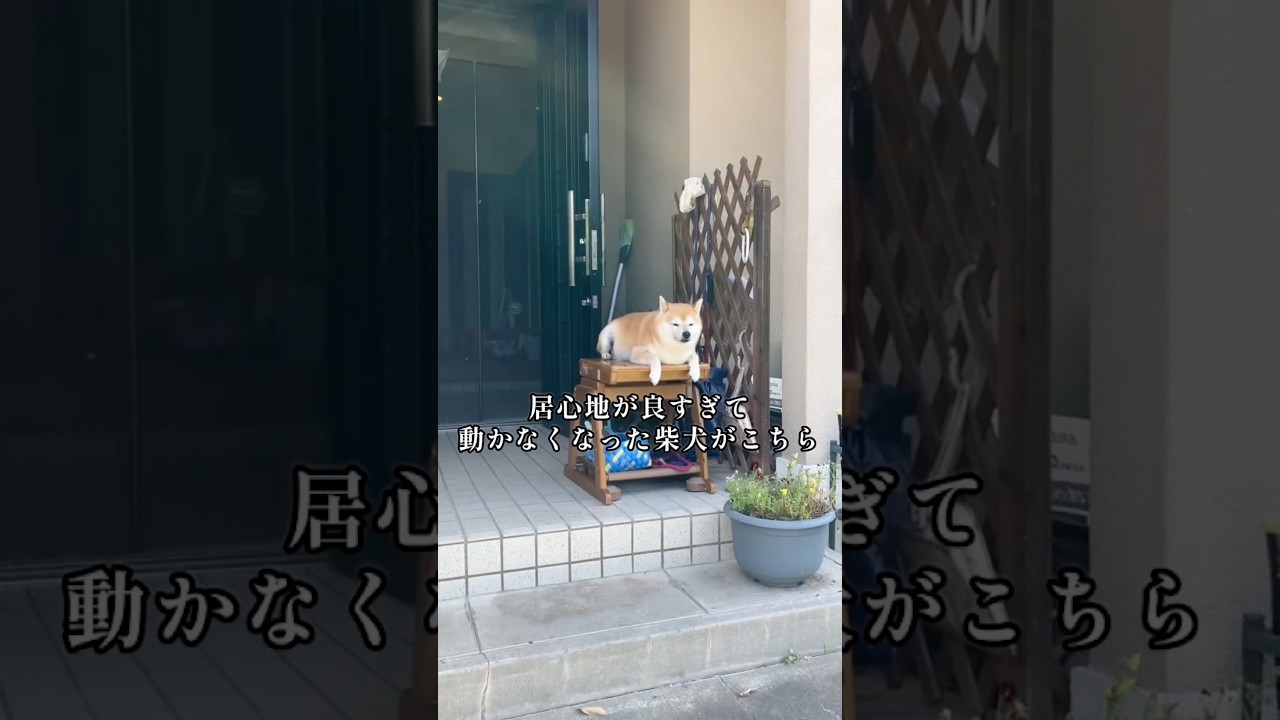 天気が良い日は洗濯物と一緒に干されてるらしい#柴犬の日常#しばいぬ#いぬのきもち#柴犬の癒し#doglife