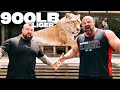 900LB LIGER VS. WORLD&#39;S STRONGEST MEN *VERY SCARY* | EDDIE HALL