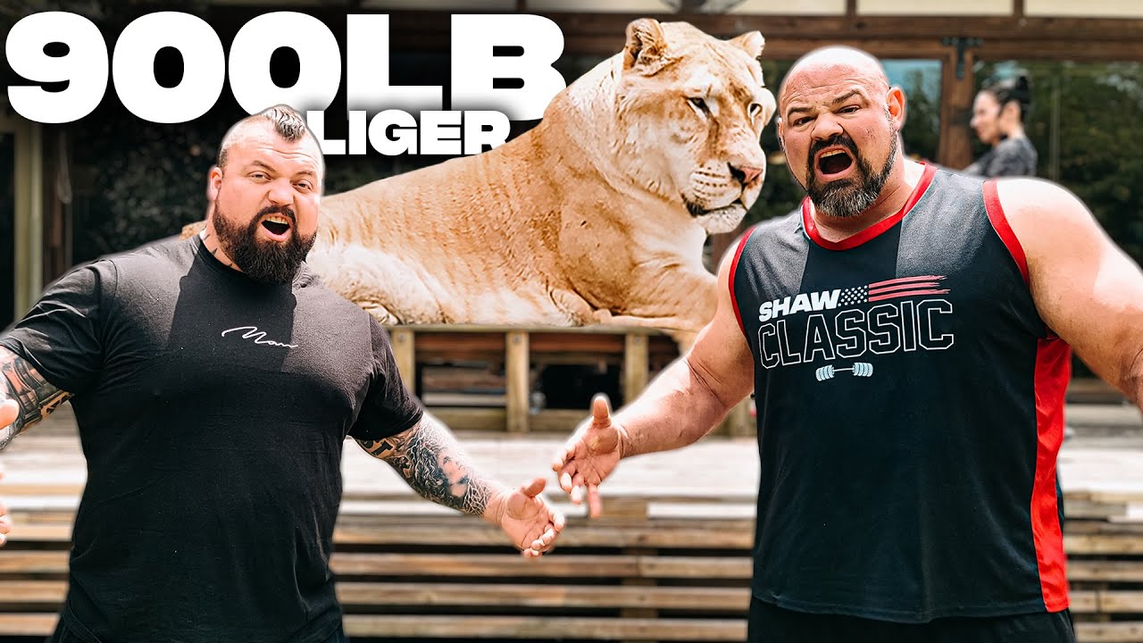 900LB LIGER VS. WORLD'S STRONGEST MEN *VERY SCARY* | EDDIE HALL ...