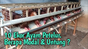 10 Ekor Ayam Petelur. Berapa Modal Dan Keuntugan?