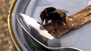 Bumblebee in West Cork in January