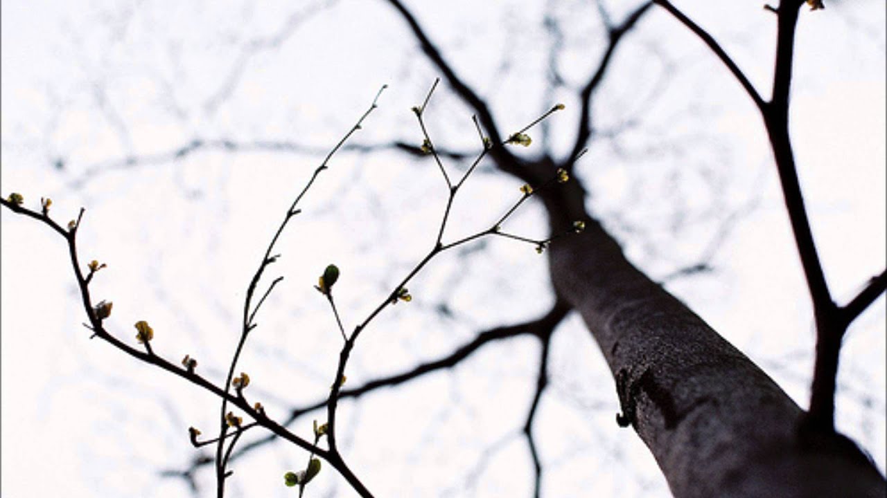 Gentle the rain at home - The innocence mission