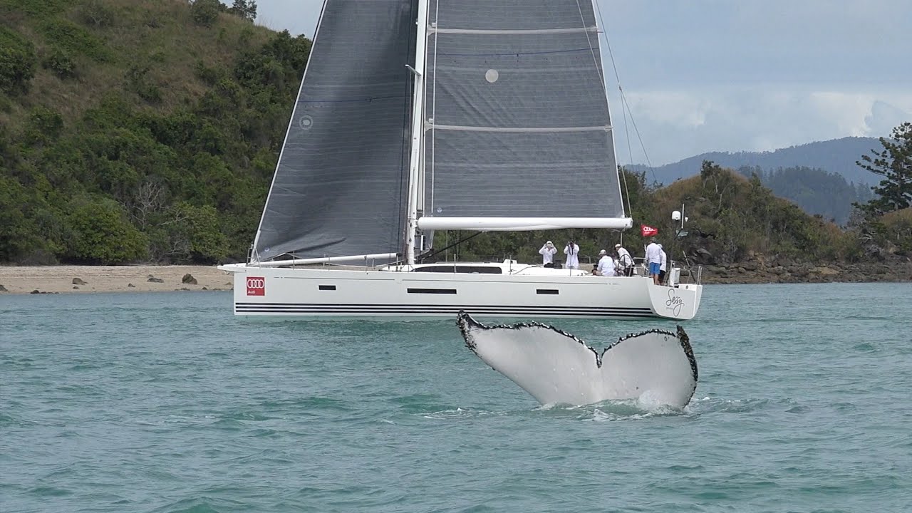 Audi Hamilton Island Race Week 2016 - Whales
