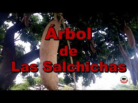 Video: Salchicha De Un árbol
