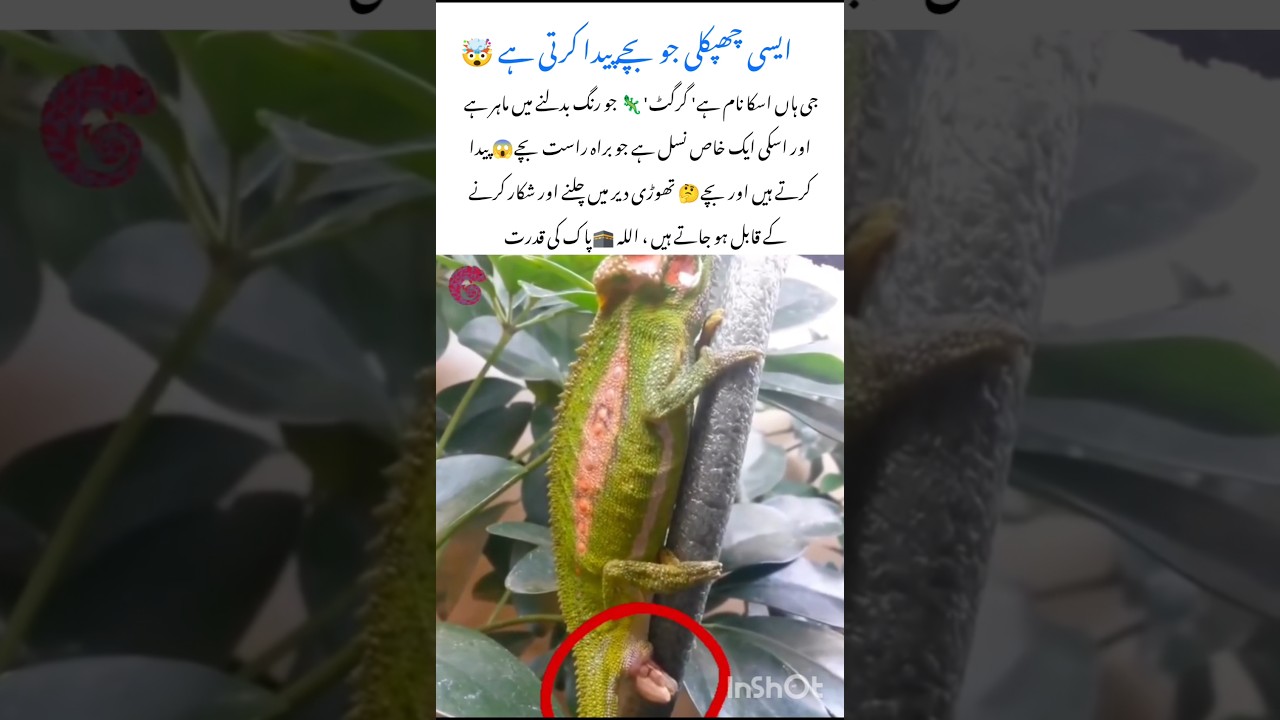 1. Gird Lizard – Amazing Nature Effect Wildlife Animal🦎 