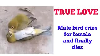 Male Bird Dies After Death of Female Bird :- True Love