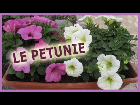 Video: Trattare con petunie non in fiore - Come far fiorire la petunia