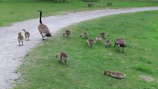 Canada Goose Family with 10 Goslings, Markham Civic Centre, Markham ON, May 25, 2022