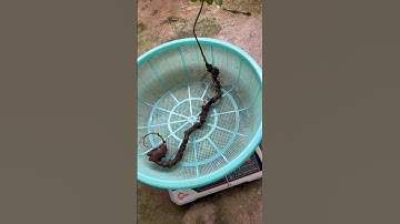 #sâm_ngọc_linh_rừng Củ sâm rừng víp 70 tuổi nặng 140gr  #sâm_ngọc_linh_rừng #sâm_ngọc_linh_rừng