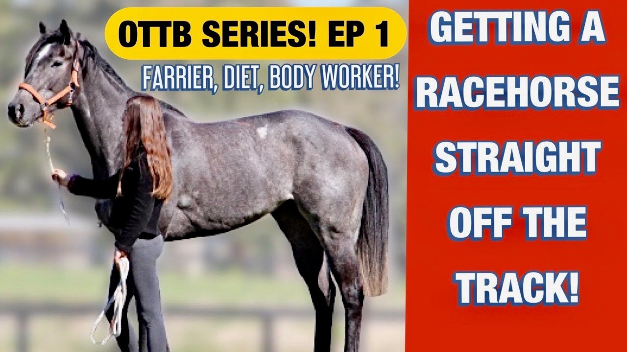 GETTING A RACEHORSE STRAIGHT OFF THE TRACK! OTTB Series! Ep 1