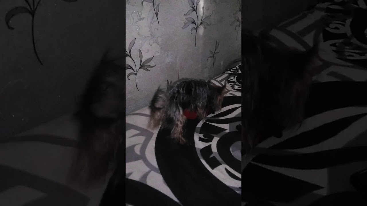 Оргия - YouTube