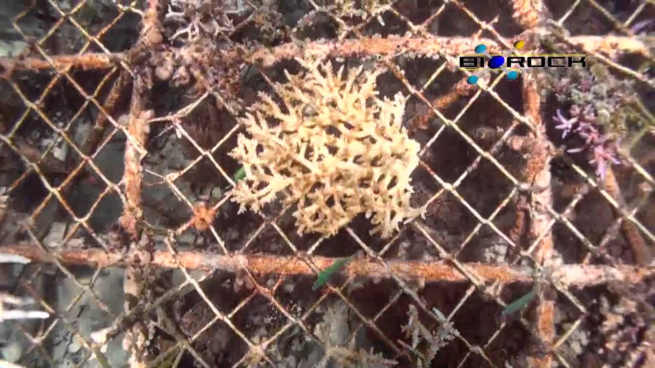 Biorock Panzer: Coral Reef Restoration Indonesia