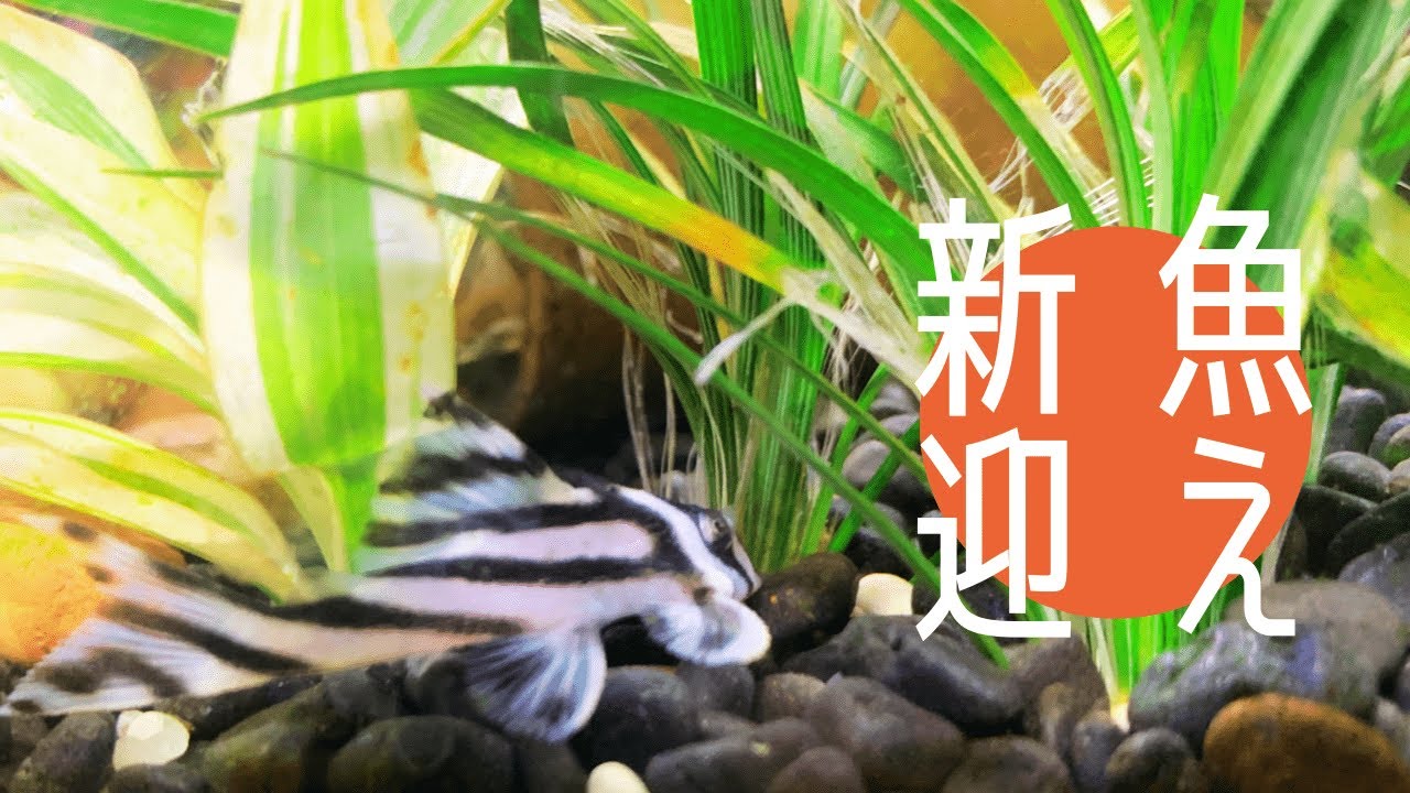 熱帯魚 シマシマ迎えました Youtube