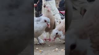 wonderfull and adorable pigeons || variety of colour full  birds #birds #animals #video #village