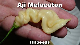 ⟹ Aji Melocoton, Bolivian Cream Pepper | Capsicum baccatum | Pod Review Heirloom Reviews