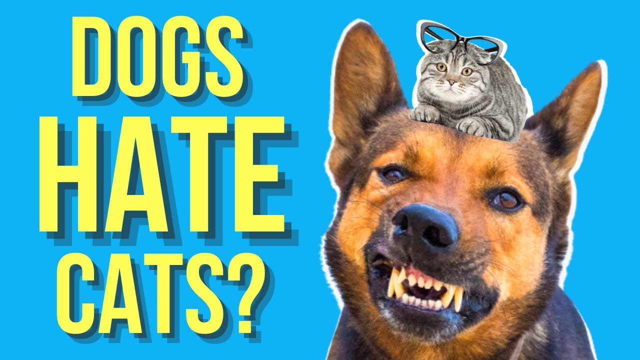 Do Dogs and Cats Really Hate Each Other?