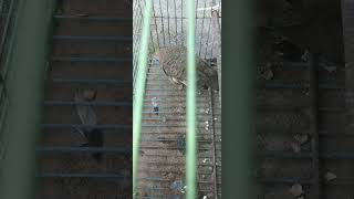 Download Lagu the perkutut  punden alam entah  apa kodamnya vidio ngeblur MP3