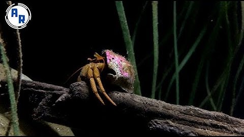 Hermit Crab Vibe ~ Animation Reference