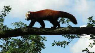 Малая красная панда - Ailurus fulgens