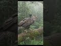 🦅 Eagle’s Hidden Tree Nest Caught on Back Camera! | Baby Eaglets Hatching in the Wild 🌿