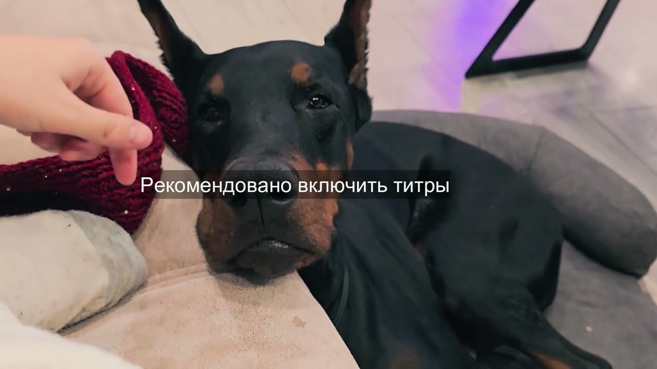 Hobby Dober#1 Творческий влог.  Капюшон Софи,  доберман Каха и распаковка посылок