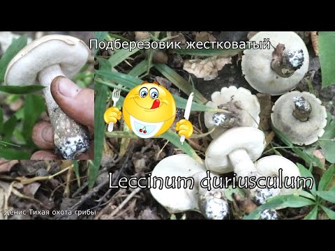 Сероголовик или Подберёзовик тополевый | Leccinum duriusculum