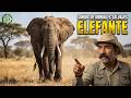 SONIDO real de ELEFANTE 🐘🔊 Increibles SONIDOS DE ANIMALES SALVAJES