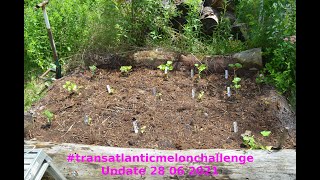 #transatlanticmelonchallenge Update - 28/06/2021