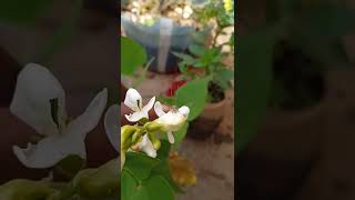 Celebrity Insect of Broad Beans plant Net Worth