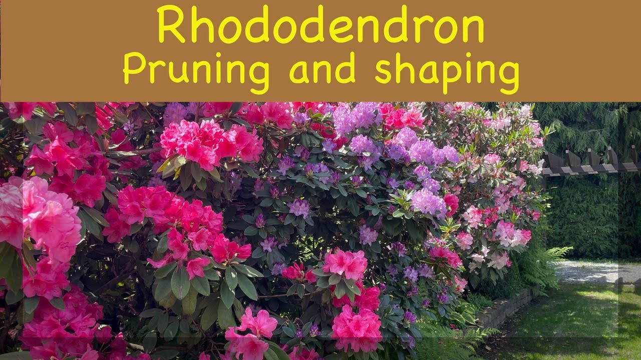 Rhododendron pruning and shaping - YouTube