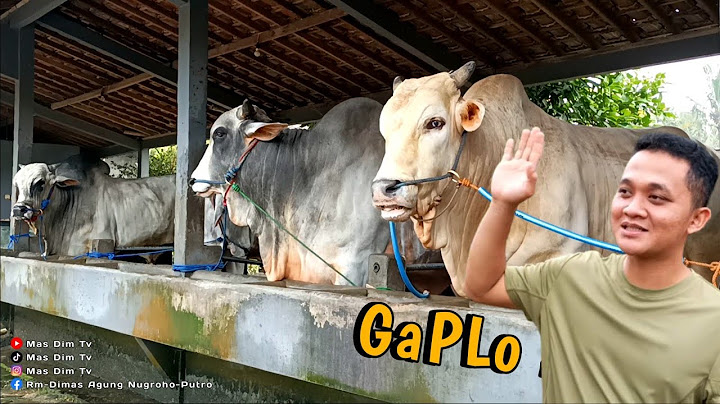 Deretan Sapi Po Jumbo Kandang Berkah Setia Farm !! Kondisi GAPLO Terbaru !!