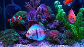 🌊 4K Ocean Aquarium ASMR | Relaxing Fish Tank Music &amp; Deep Sea Sounds for Sleep &amp; Stress Relief 🐠✨