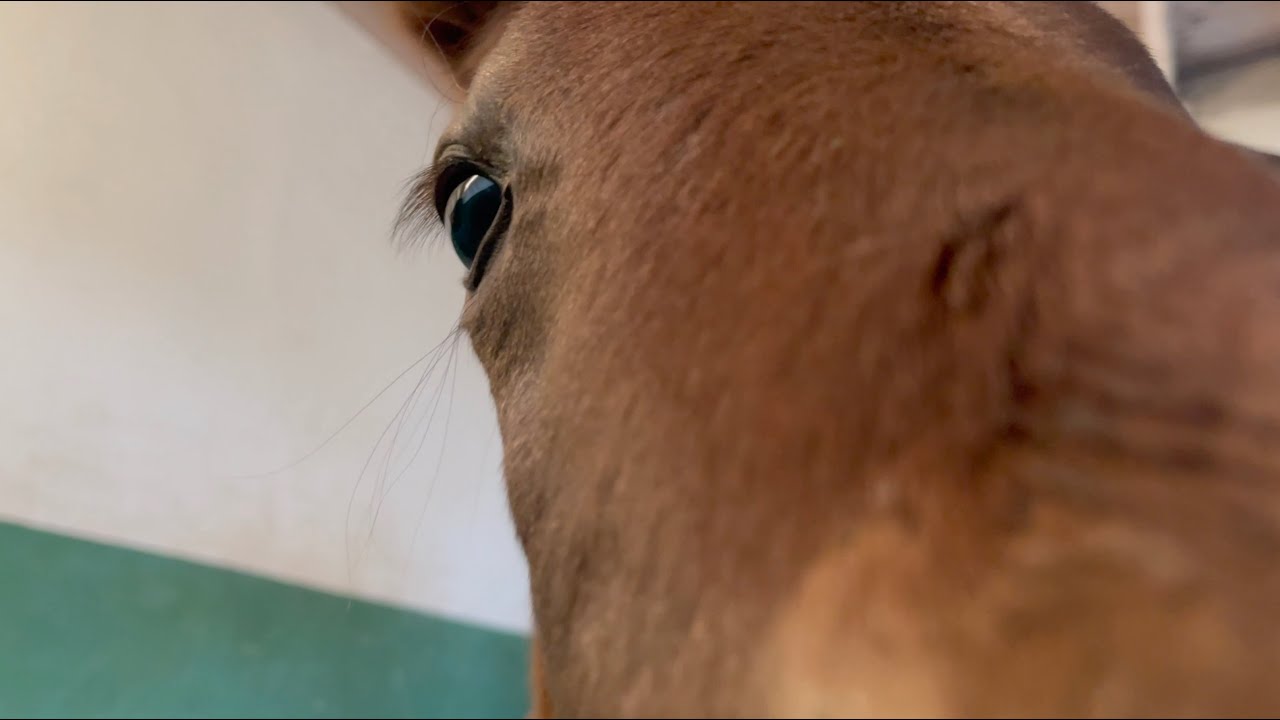 THE VERY FIRST FOAL BY PERSIAN KING IS BORN!