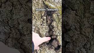 Northern Forest Textures