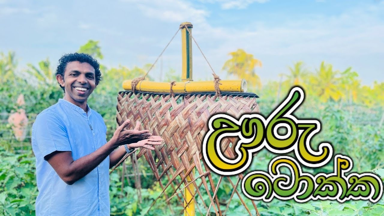 ඌරු ටොක්ක - (හේන් ගොවියා තම වගාව වන සතුන්ගෙන් ආරක්ෂා කර ගත් ක්‍රම - 01)