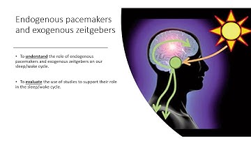 Year 13 Psychology: Endogenous pacemakers and exogenous zeitgebers
