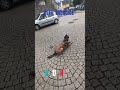 petit exercice avec GUN 29 malinois