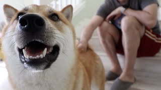 [Pepper the Shiba] dog needs more love during massage