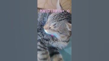 I GOT THE PERFECT LOOP !!#loop #cat #perfectloop #cats #trending #kitty #cute #shorts #seamlessloop