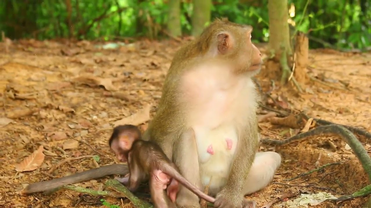 Little Monkey BIRDIE, rapids body moment 