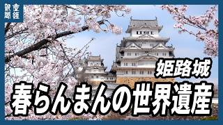春らんまんの世界遺産　姫路城で桜みごろ