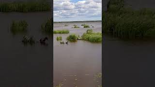 Озеро Разлив (Сестрорецк) 22 июня 2024 г.
